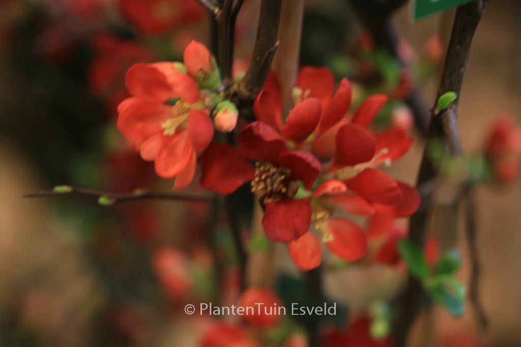 Chaenomeles speciosa ‚Hot Fire‘