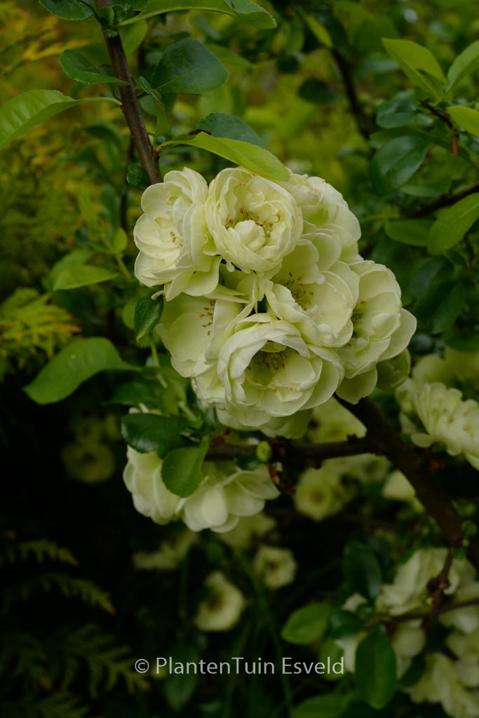 Chaenomeles speciosa ‚Kinshiden‘