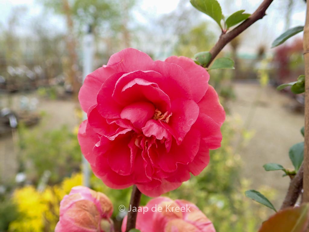 Chaenomeles speciosa ‚Pink Storm‘