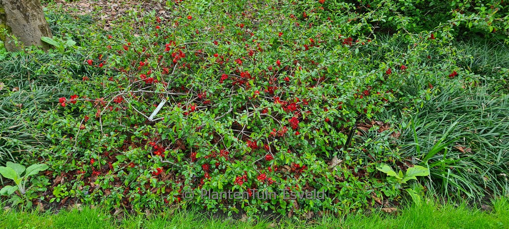 Chaenomeles speciosa ‚Rubra Grandiflora‘
