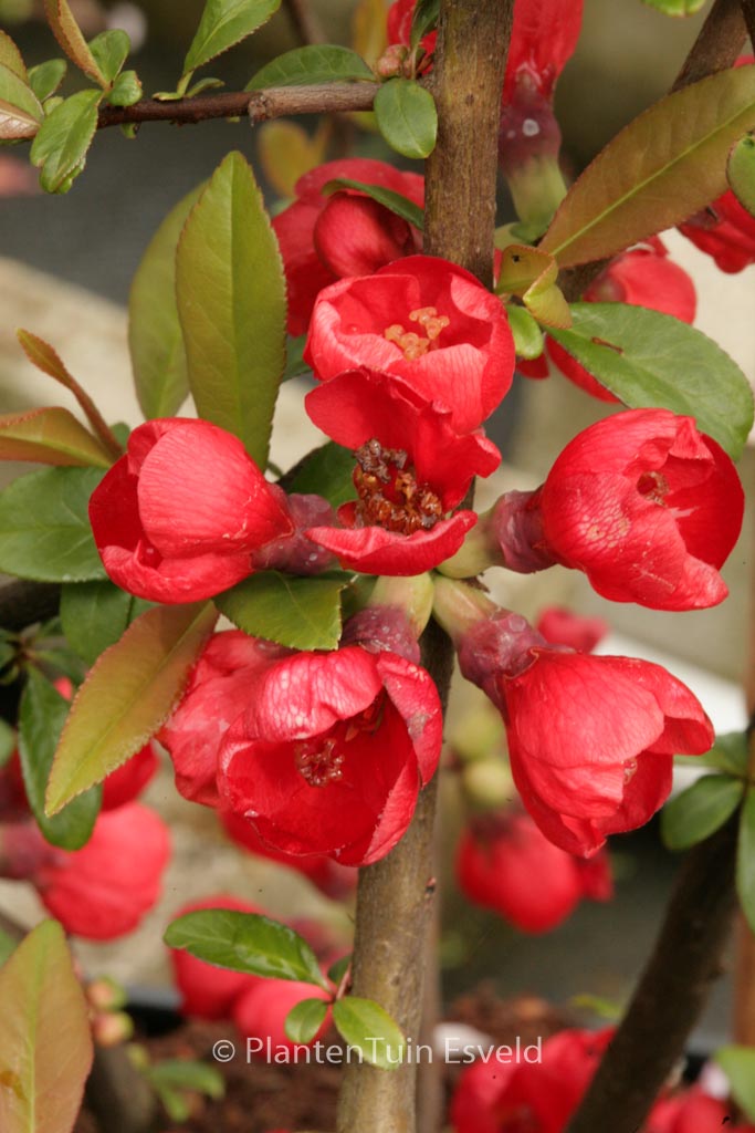 Chaenomeles speciosa ‚Rubra‘