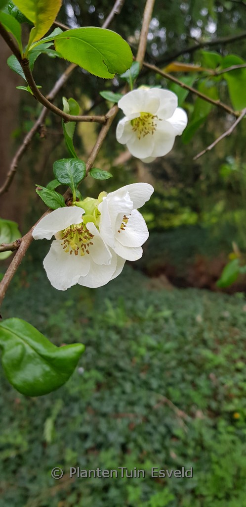 Chaenomeles superba ‚Andenken an Karl Ramcke‘