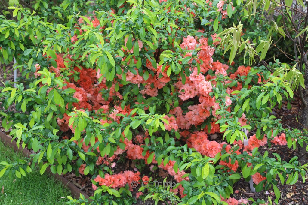 Chaenomeles superba ‚Cameo‘