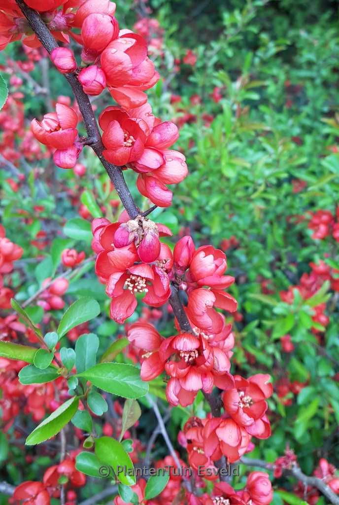 Chaenomeles superba ‚Coral Sea‘
