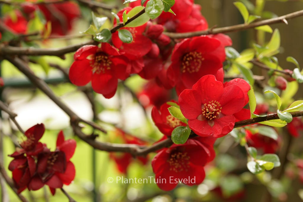 Chaenomeles superba ‚Crimson & Gold‘