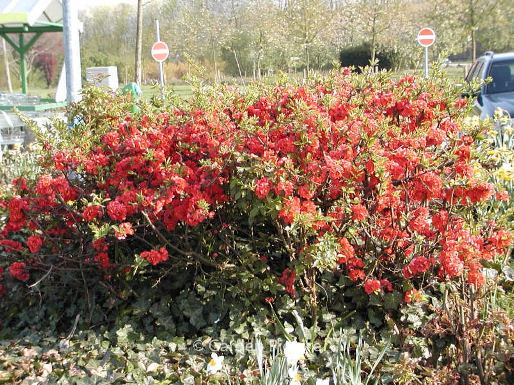 Chaenomeles superba ‚Elly Mossel‘