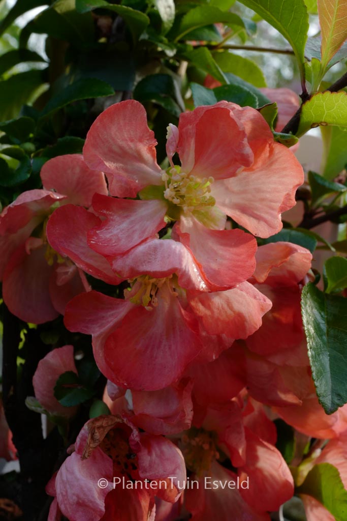 Chaenomeles superba ‚Interpita‘ (PINK TRAIL)
