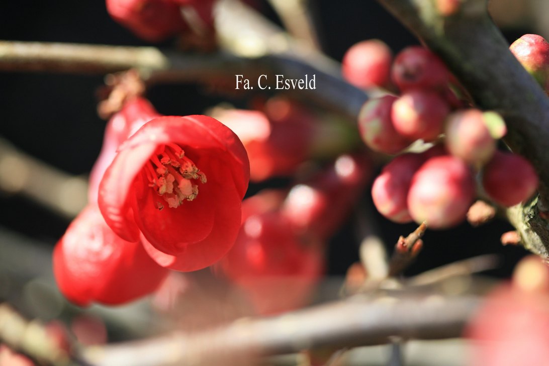 Chaenomeles superba ‚Nicoline‘