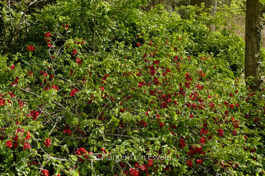 Chaenomeles superba ‚Red Trail‘