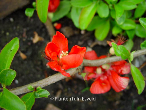 Chaenomeles superba ‚Texas Scarlet‘