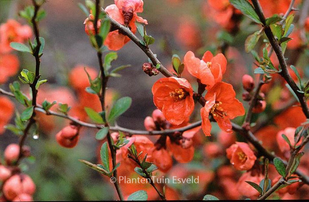 Chaenomeles superba ‚Vermillon‘