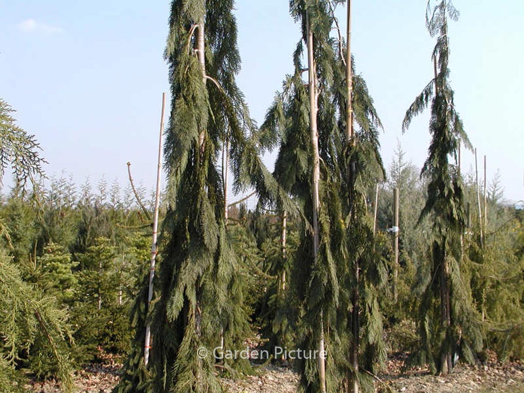 Chamaecyparis lawsoniana ‚Dik’s Weeping‘