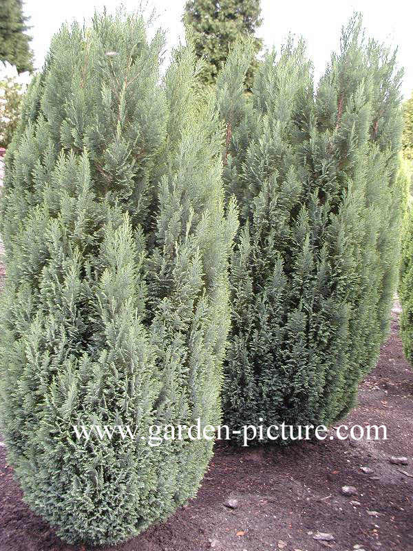 Chamaecyparis lawsoniana ‚Ellwoodii‘