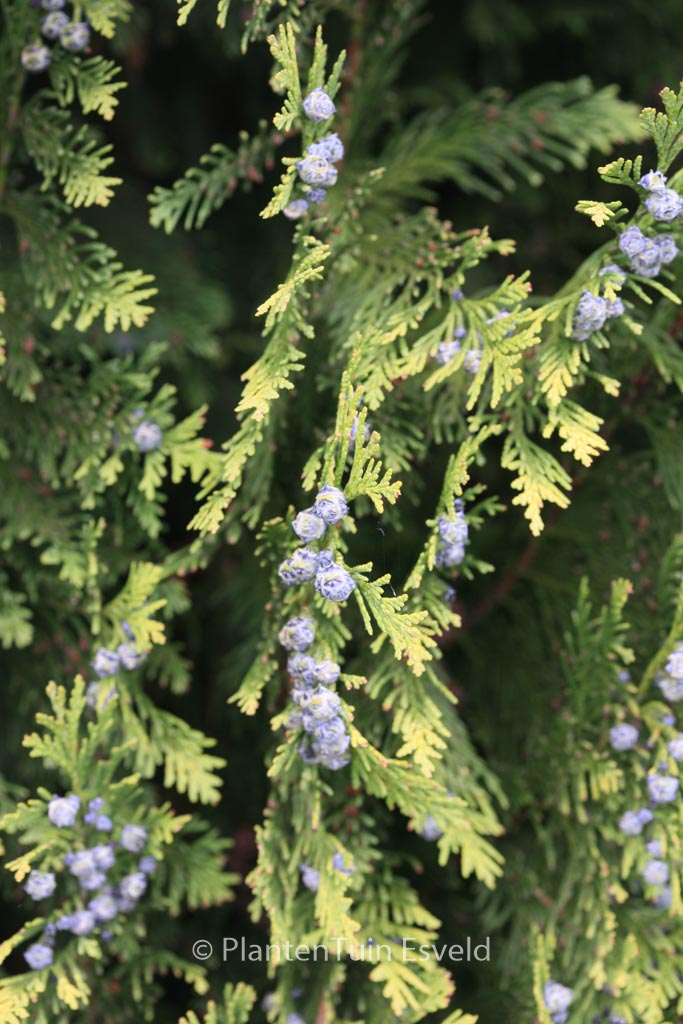Chamaecyparis lawsoniana ‚Ellwood’s Empire‘