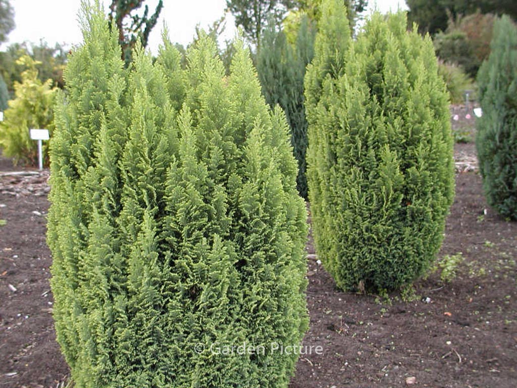 Chamaecyparis lawsoniana ‚Ellwood’s Gold‘