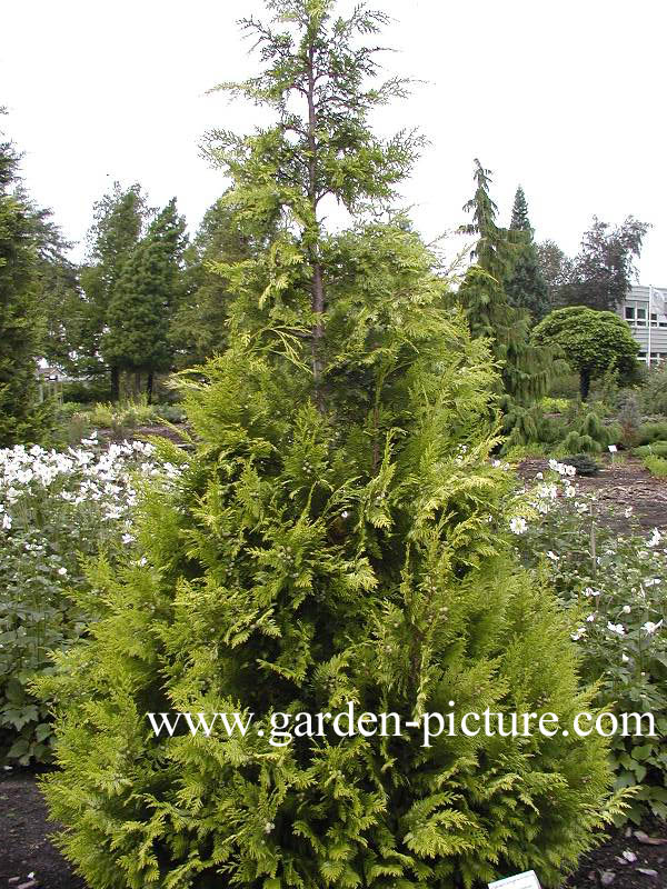 Chamaecyparis lawsoniana ‚Ivonne‘