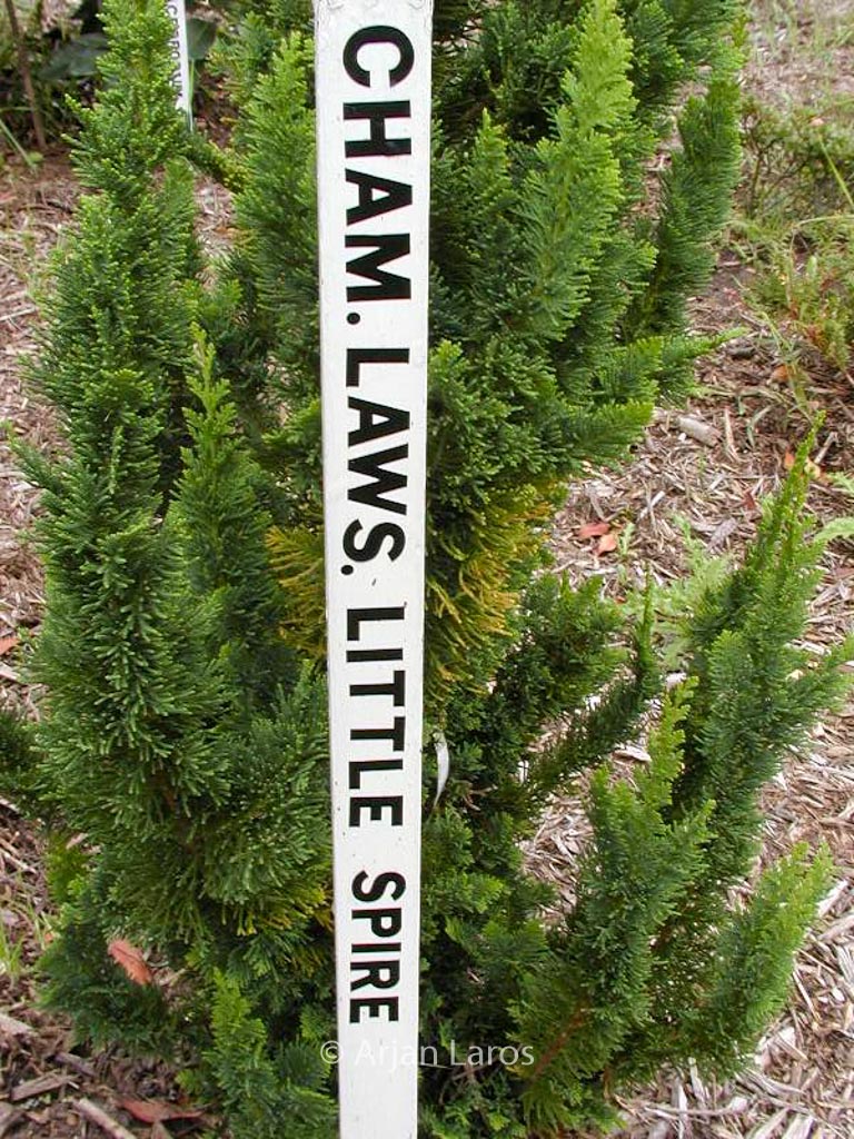 Chamaecyparis lawsoniana ‚Little Spire‘