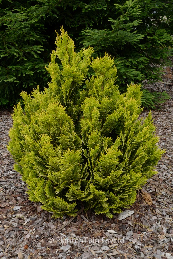 Chamaecyparis lawsoniana ‚Minima Aurea‘