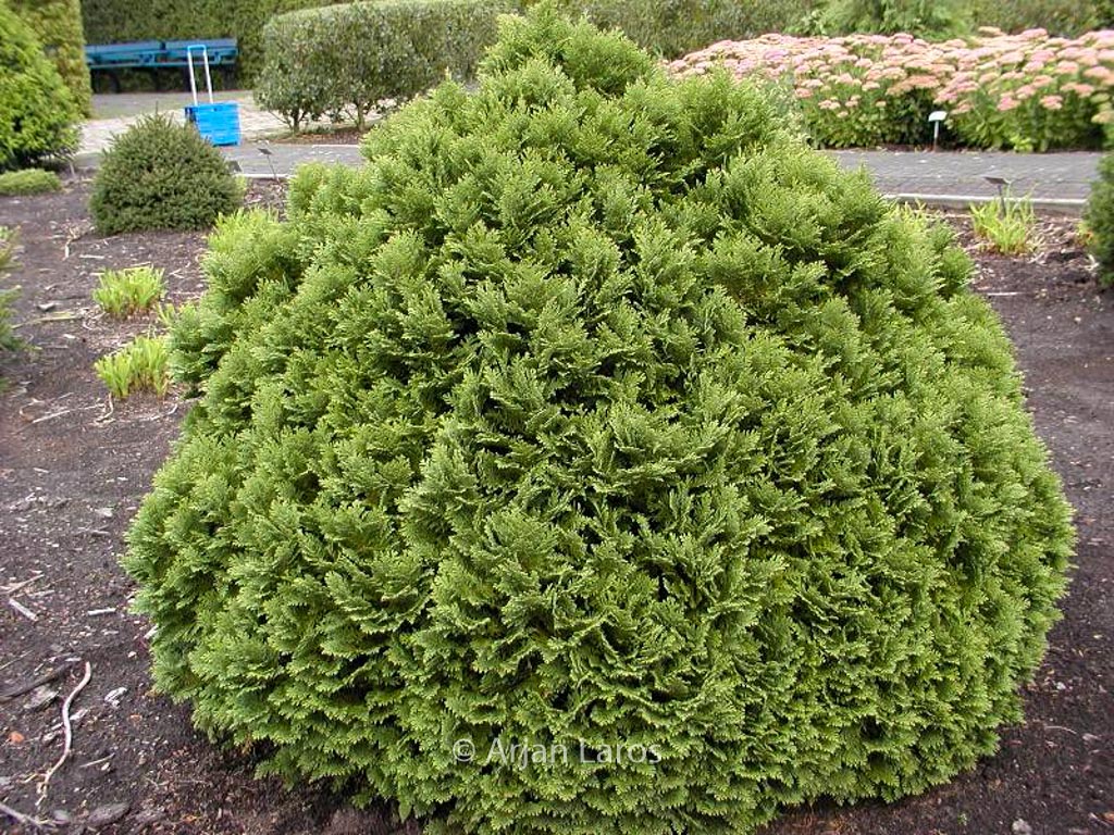 Chamaecyparis lawsoniana ‚Minima Glauca‘