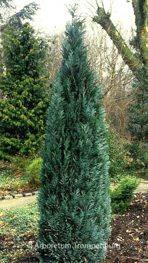 Chamaecyparis lawsoniana ‚Pelt’s Blue‘