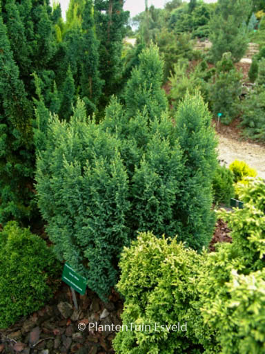 Chamaecyparis lawsoniana ‚Snow White‘