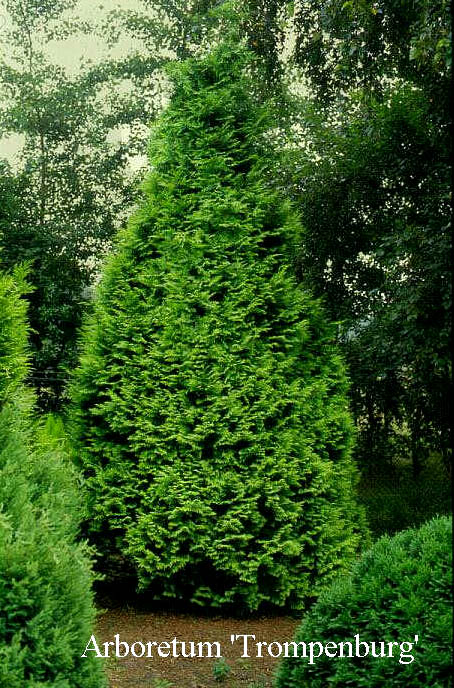 Chamaecyparis lawsoniana ‚Stardust‘