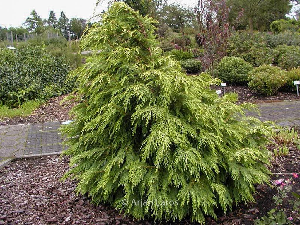 Chamaecyparis lawsoniana ‚Sunkist‘