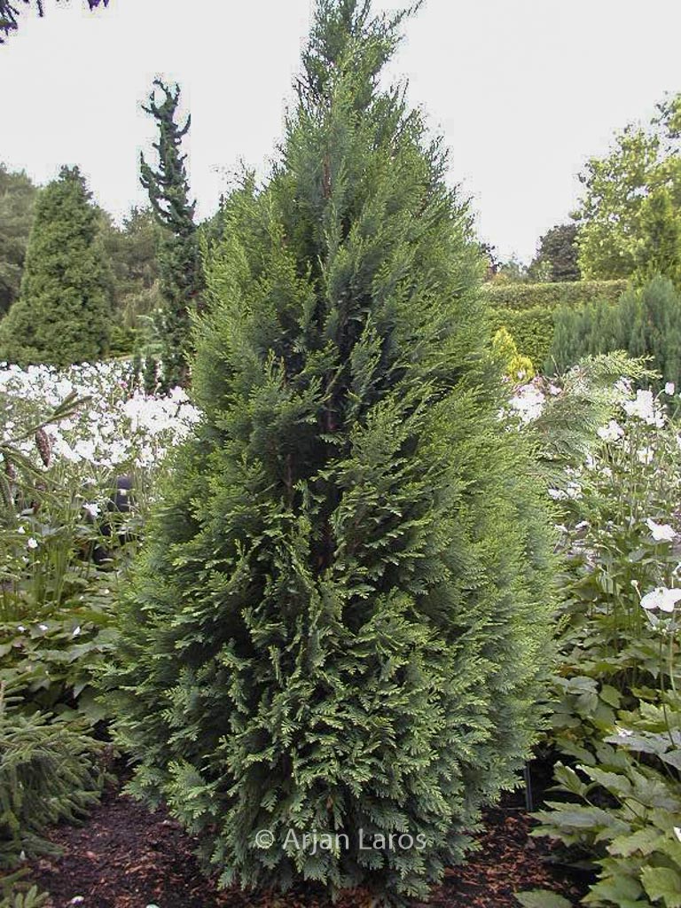 Chamaecyparis lawsoniana ‚White Spot‘