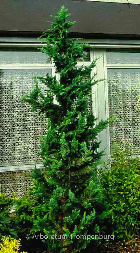 Chamaecyparis lawsoniana ‚Wisselii‘