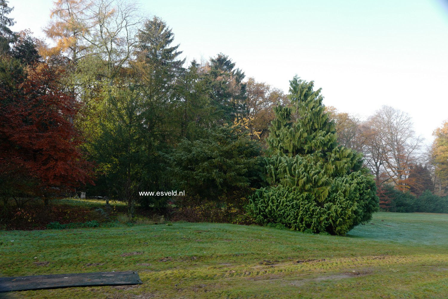 Chamaecyparis nootkatensis ‚Pendula‘