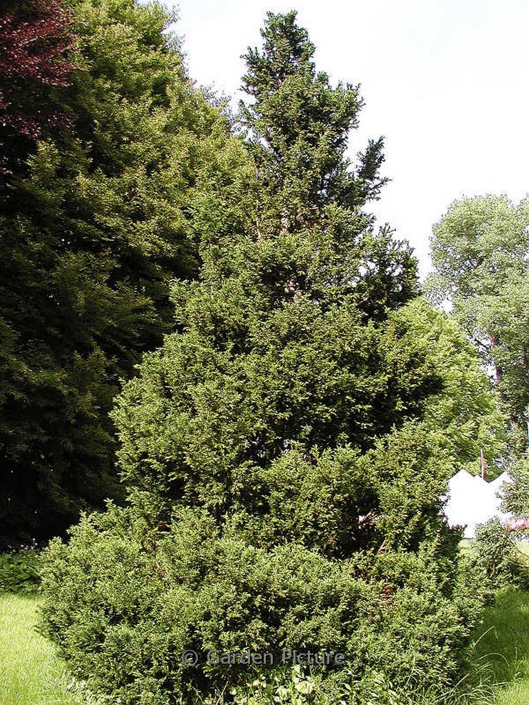 Chamaecyparis obtusa ‚Drath‘