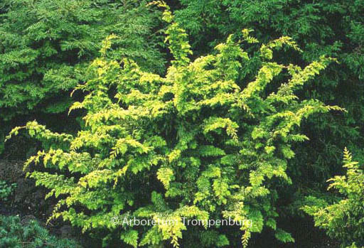 Chamaecyparis obtusa ‚Fernspray Gold‘