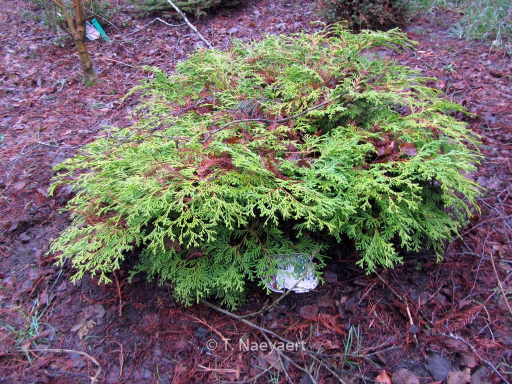 Chamaecyparis obtusa ‚Kamarachiba‘