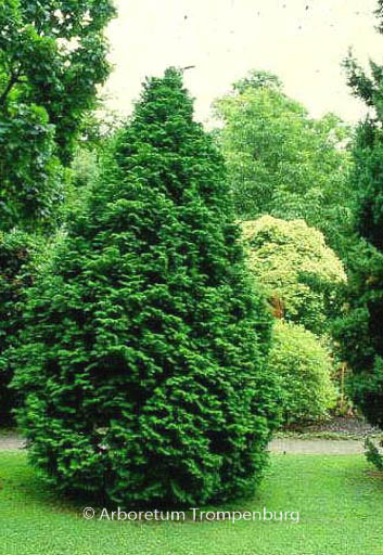 Chamaecyparis obtusa ‚Loenik‘