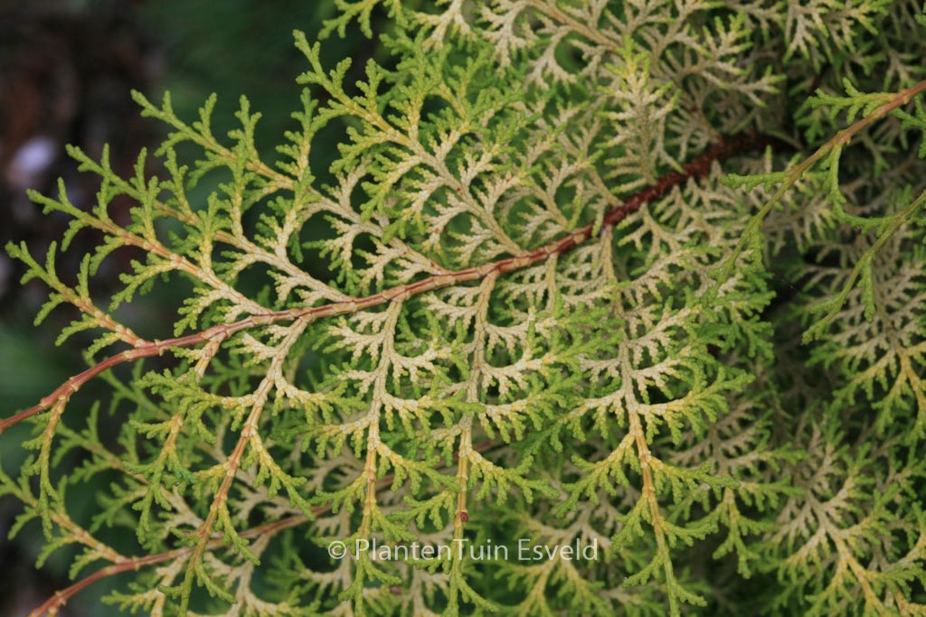 Chamaecyparis obtusa ‚Lucas‘