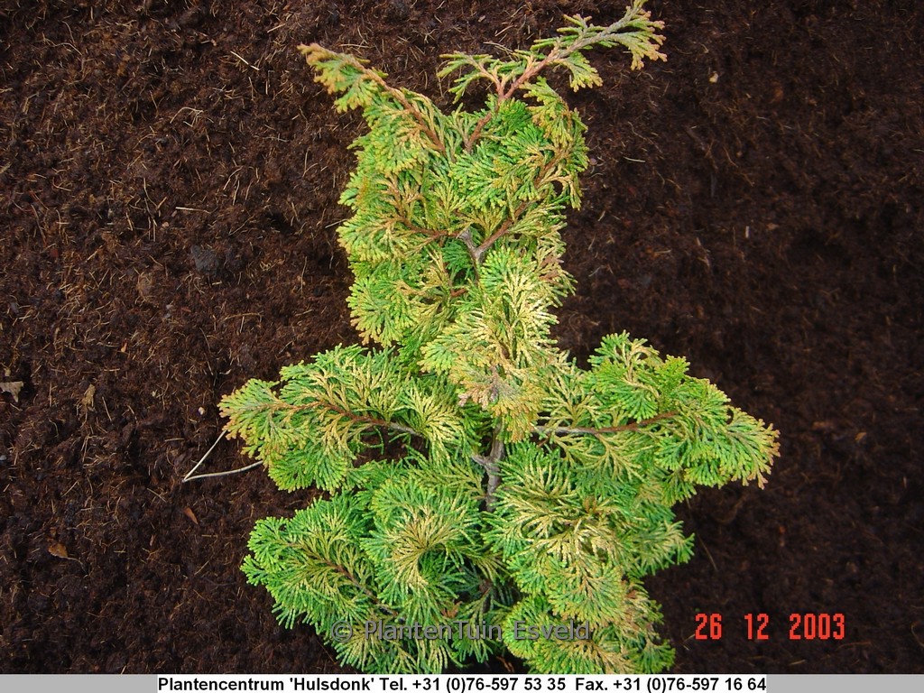 Chamaecyparis obtusa ‚Lycopodioides‘