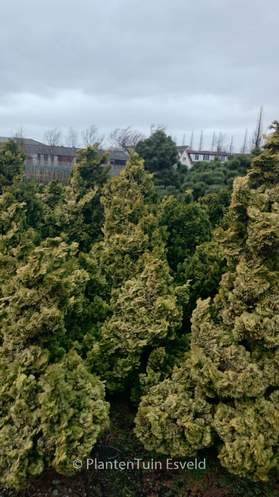 Chamaecyparis obtusa ‚Nana Aurea‘