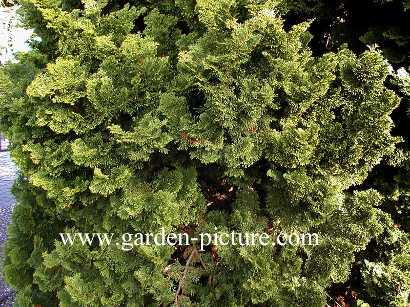 Chamaecyparis obtusa ‚Nana Gracilis‘
