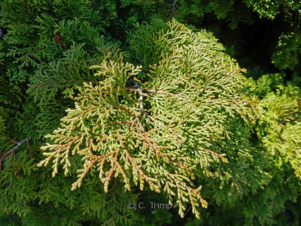 Chamaecyparis obtusa ‚Pygmaea‘