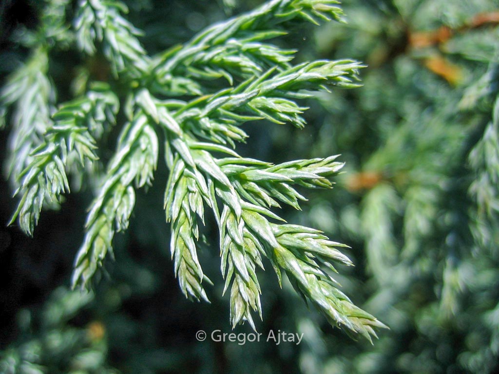 Chamaecyparis pisifera ‚Baby Blue‘
