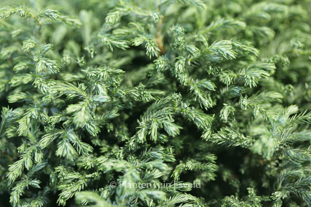 Chamaecyparis pisifera ‚Blue Moon‘