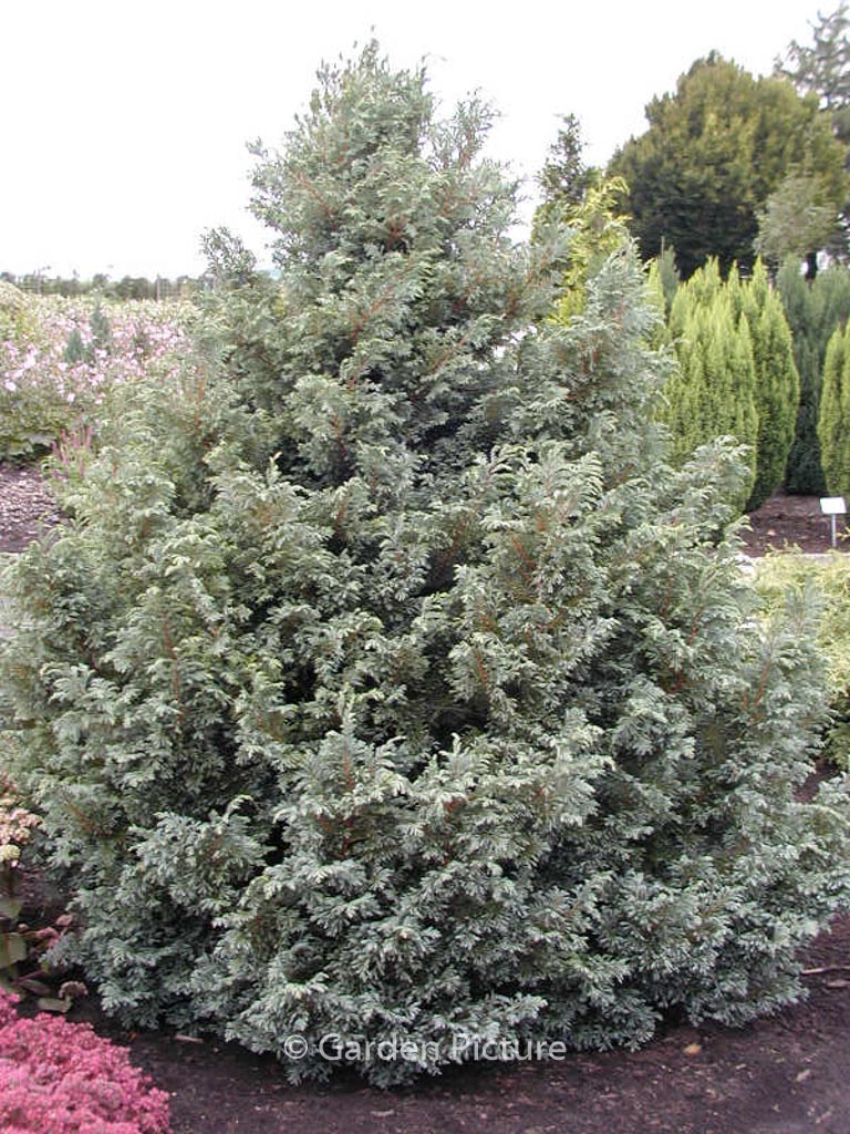 Chamaecyparis pisifera ‚Boulevard‘