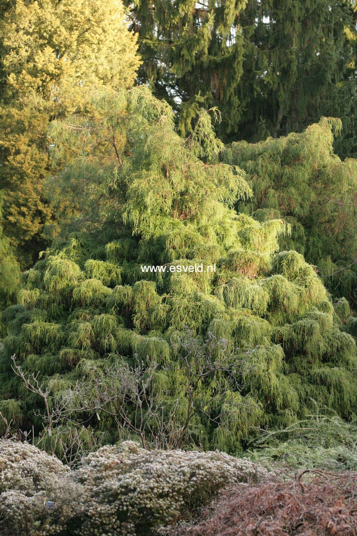 Chamaecyparis pisifera ‚Filifera Nana‘