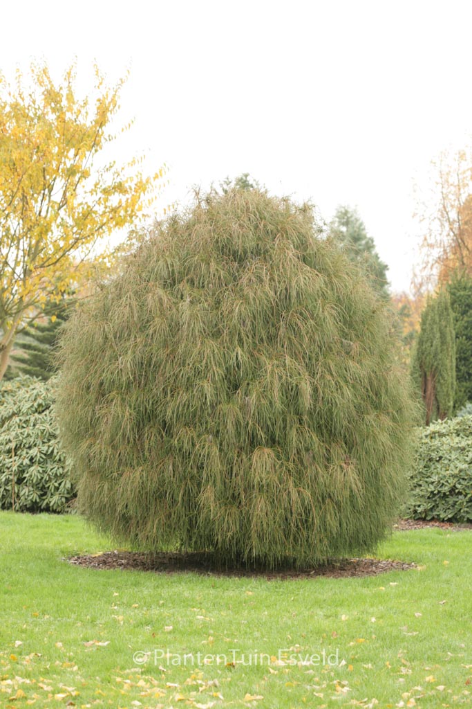 Chamaecyparis pisifera ‚Filifera‘