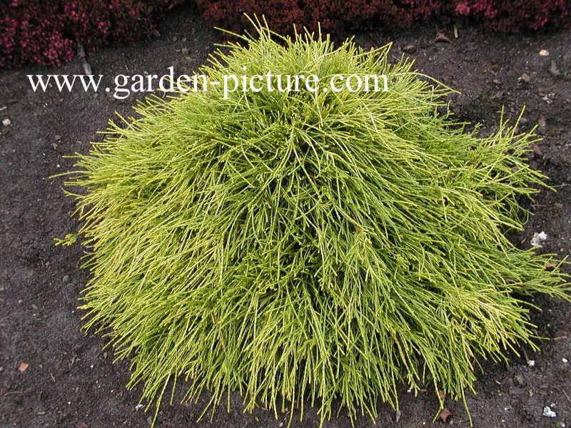 Chamaecyparis pisifera ‚Sungold‘
