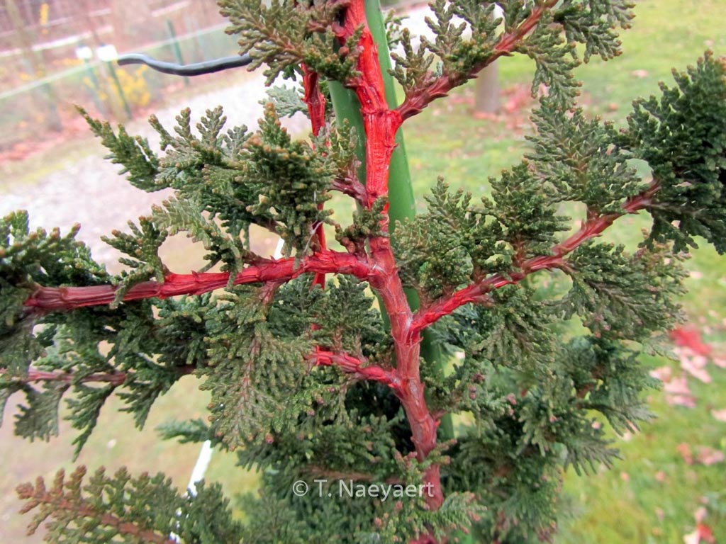 Chamaecyparis pisifera ‚Teddy Bear‘