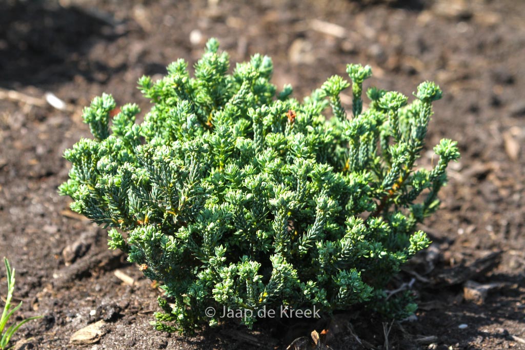Chamaecyparis thyoides ‚Versent‘ (BLUE ROCK)
