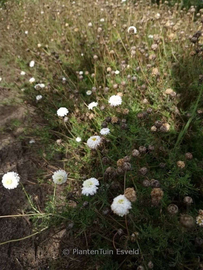 Chamaemelum nobile ‚Ligulosum‘