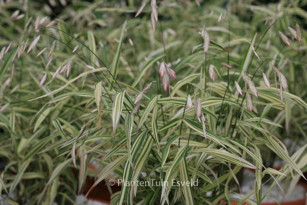 Chasmanthium latifolium ‚River Mist‘