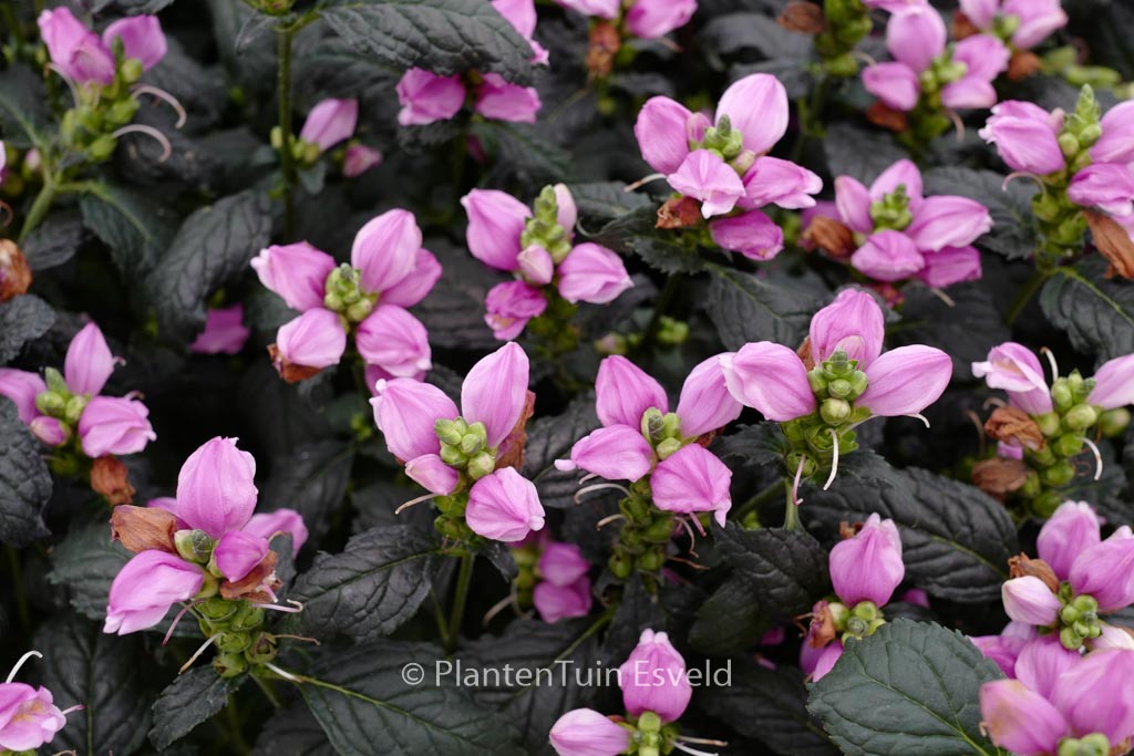Chelone obliqua ‚Arturtle‘ (PINK TURTLE)